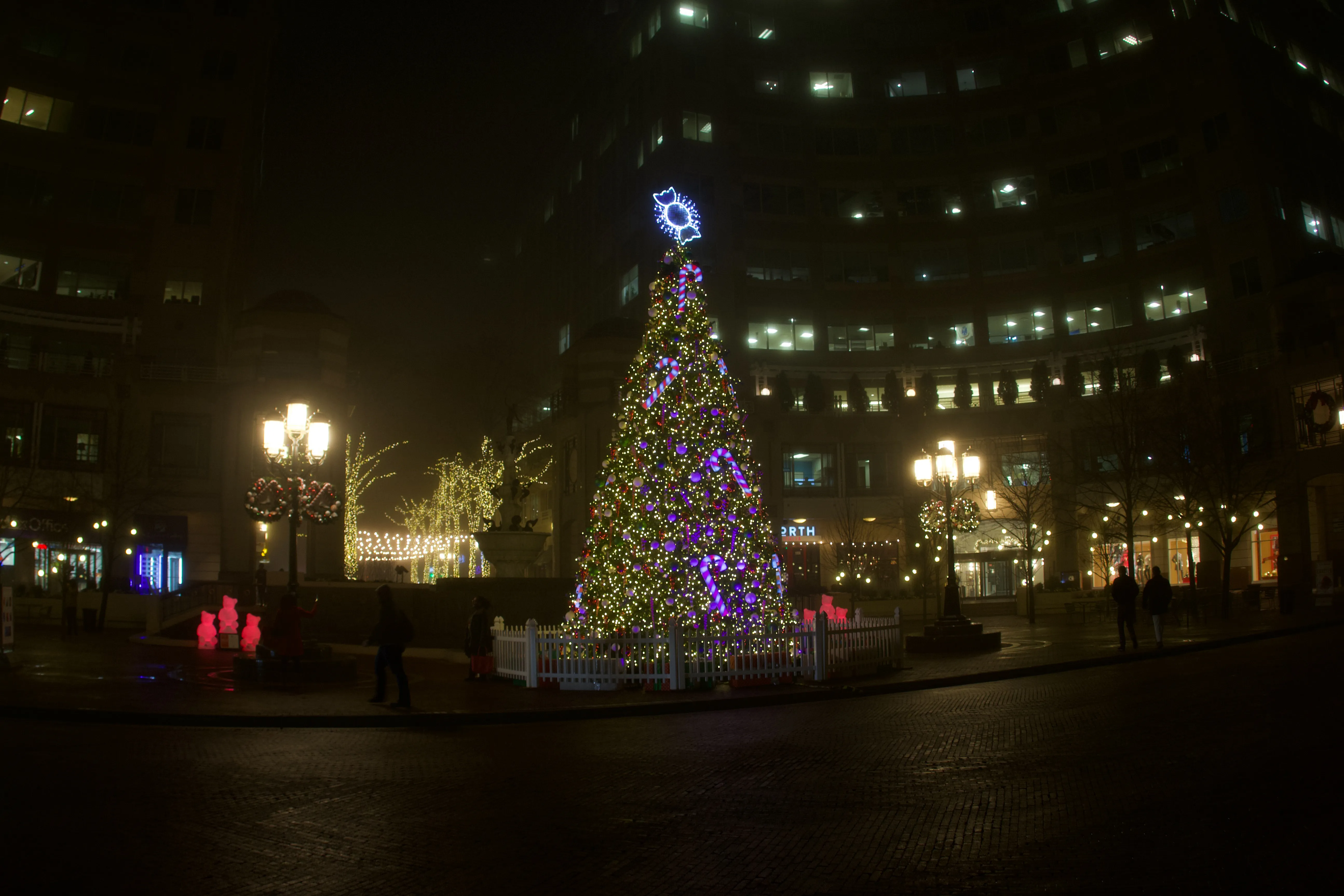 The tree across the plaza at night, lamp posts and buildings around it